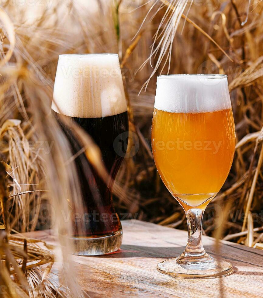 unfiltered and dark glasses of beer in a wheat field photo