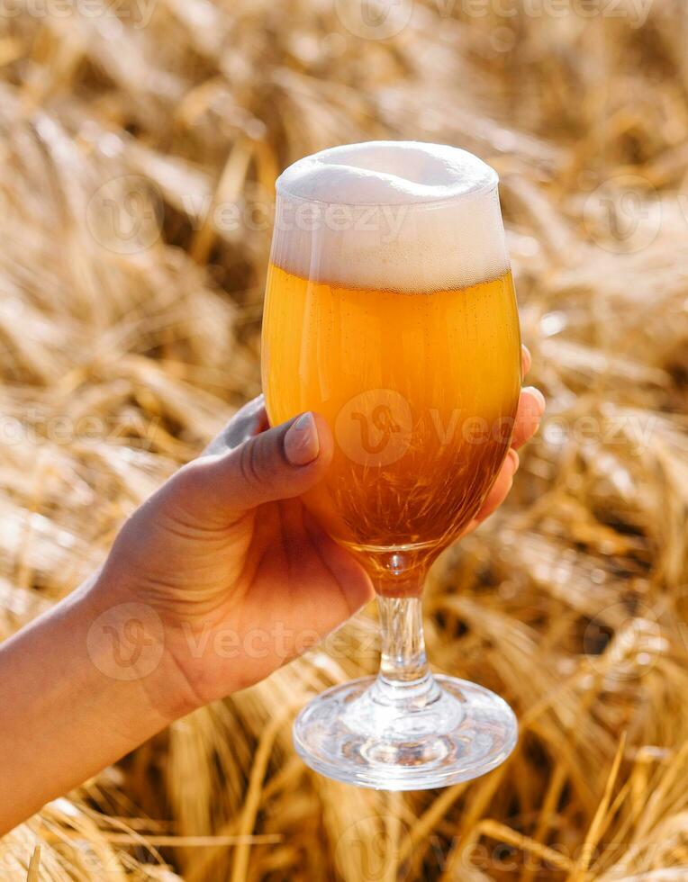 glass of beer in hand against the background of wheat field photo