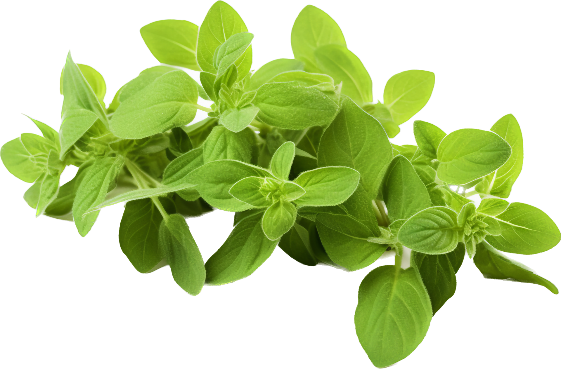 Oregano png with AI generated. 31759323 PNG