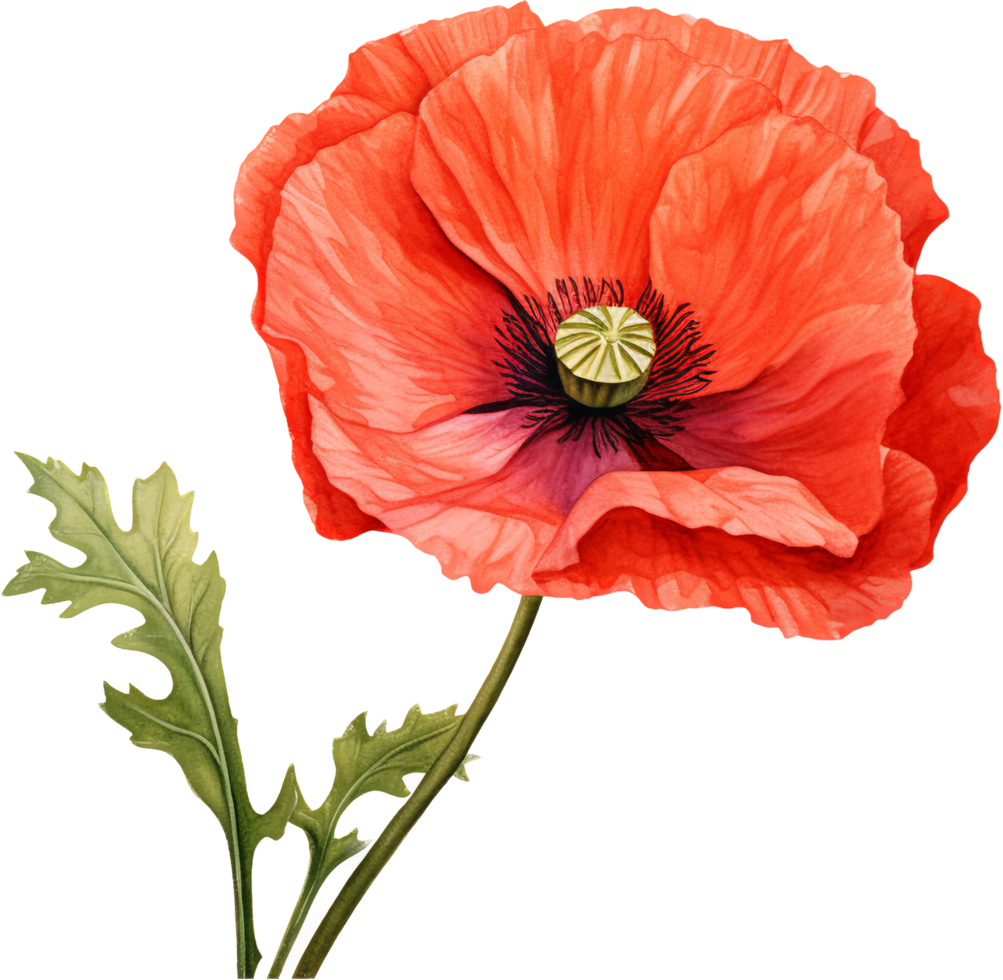 Poppy png with AI generated.