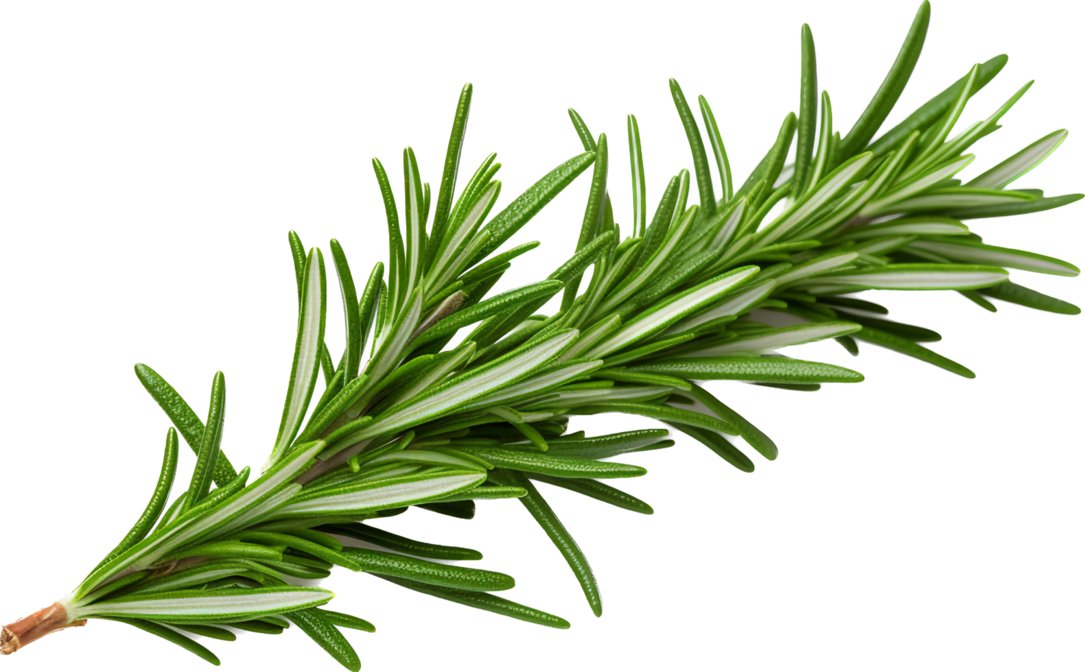 Rosemary png with AI generated.