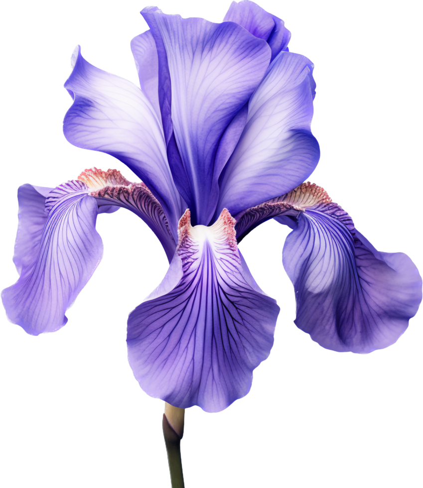 Iris png with AI generated.
