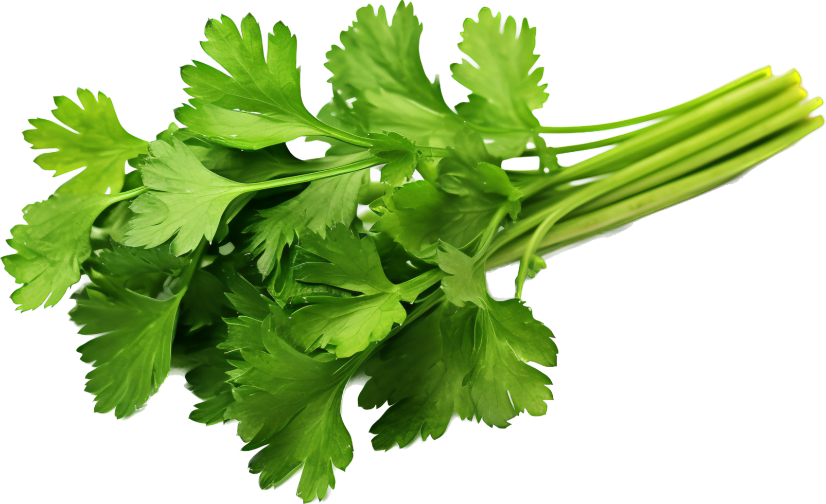 Coriander png with AI generated.