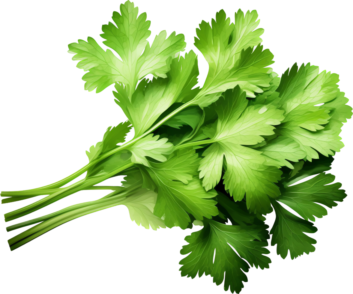 Coriander png with AI generated.