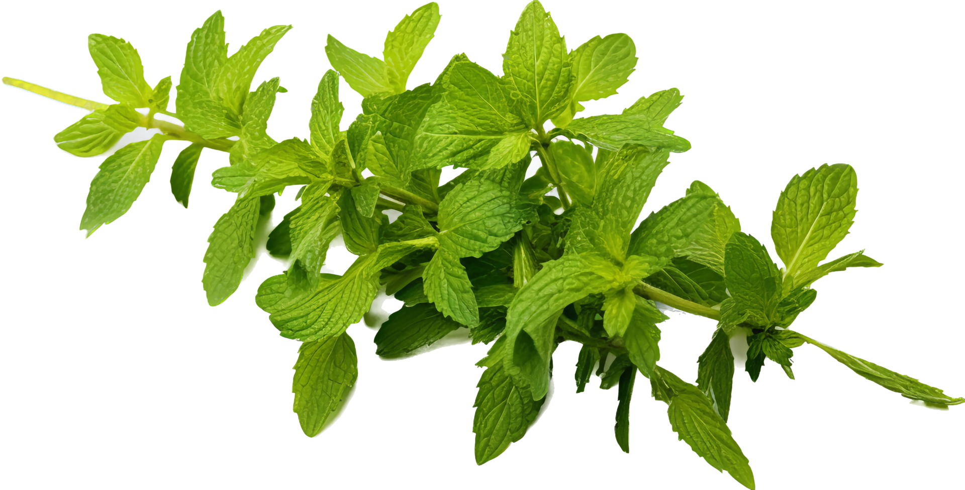 Herb png with AI generated.