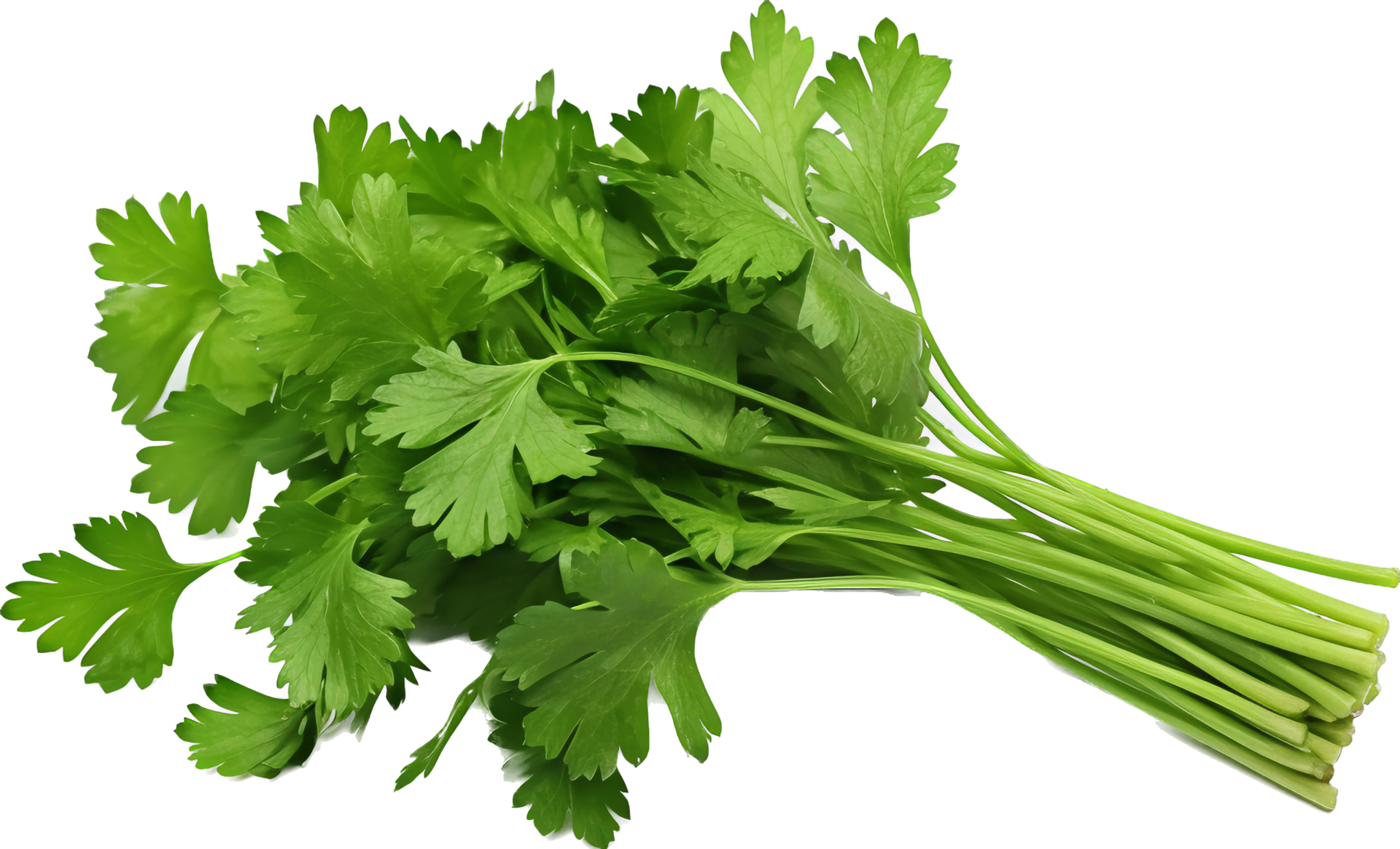 Coriander Png With AI Generated 31760209 PNG coriander-png-with-ai-generated-31760209-png