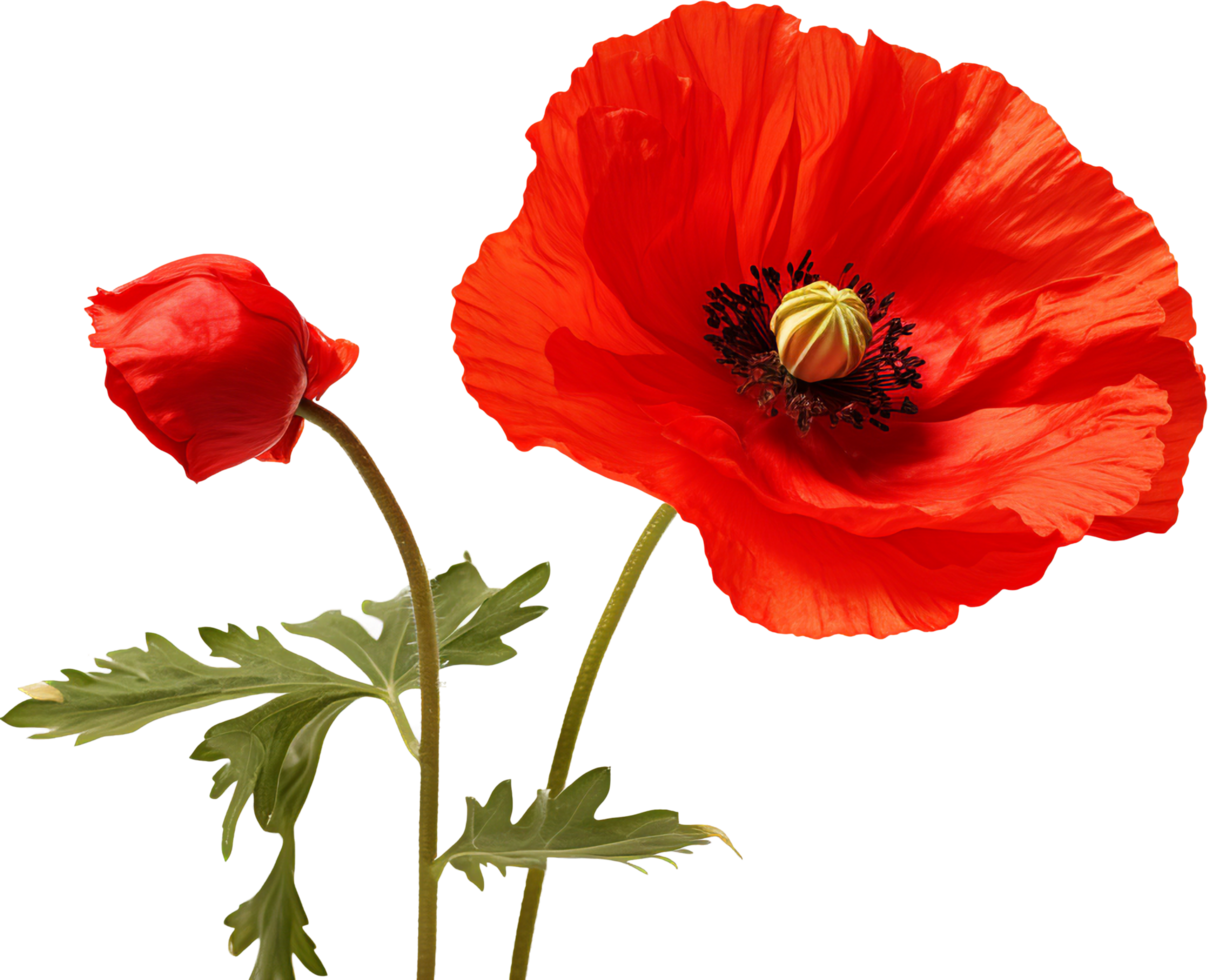 Poppy png with AI generated.