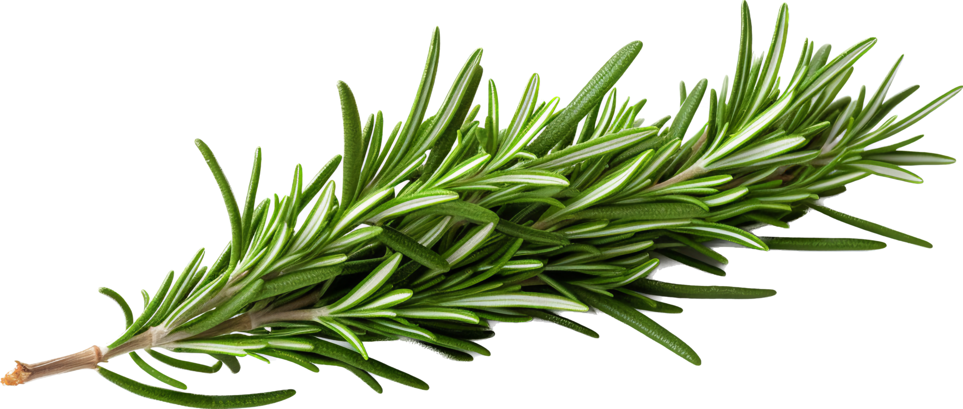 Rosemary png with AI generated. 31760220 PNG