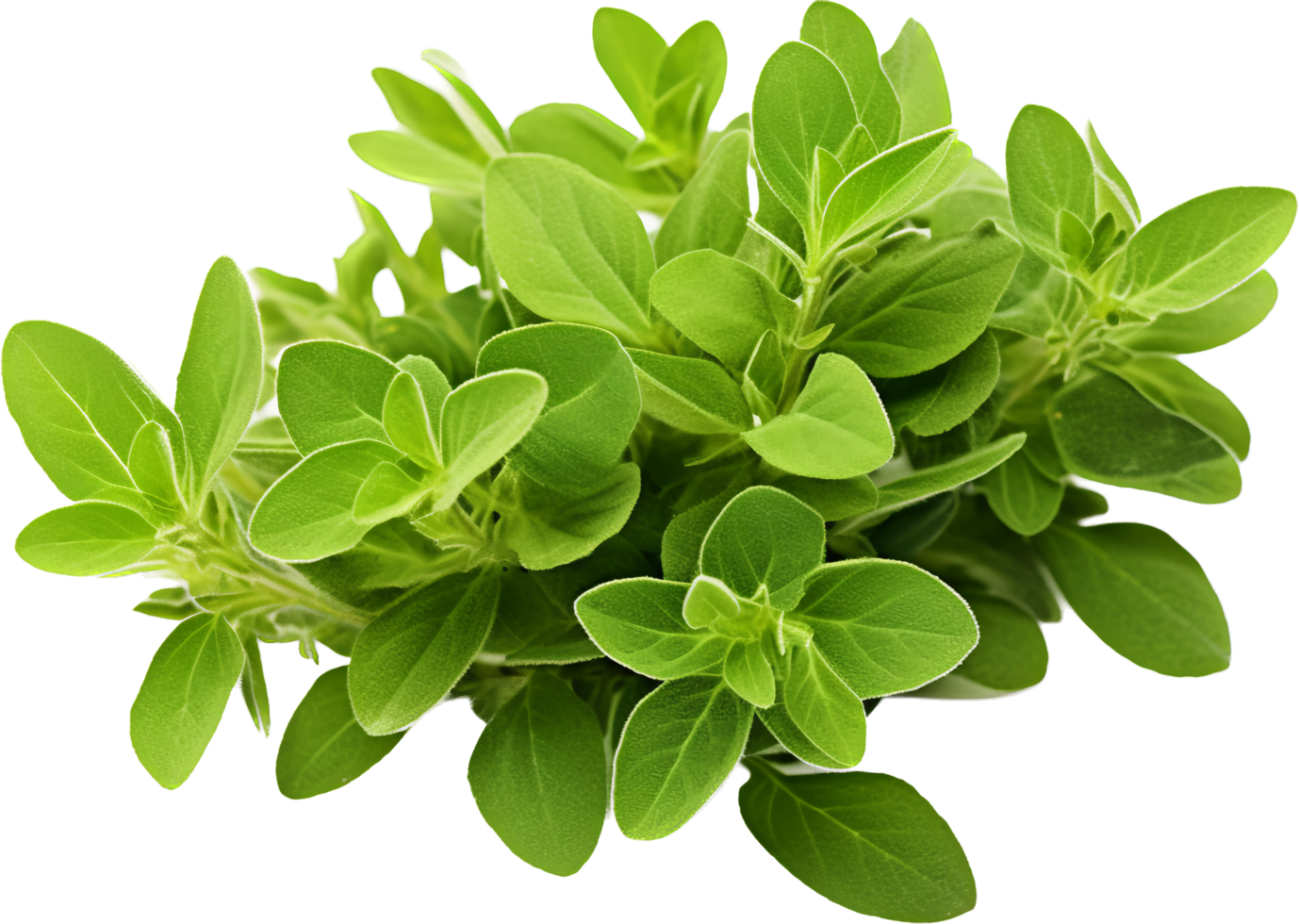 Oregano png with AI generated.