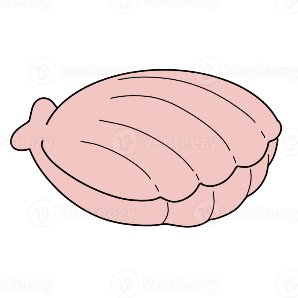The illustration of a shell png