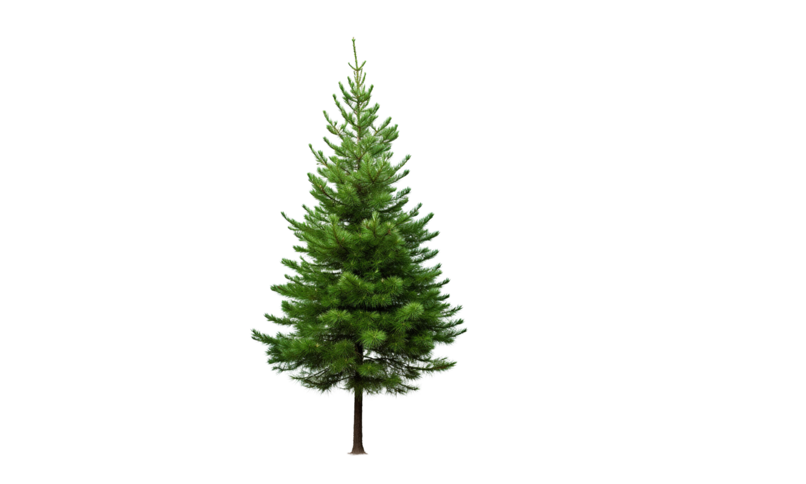 AI Generated Green pine trees, lush, transparent background png