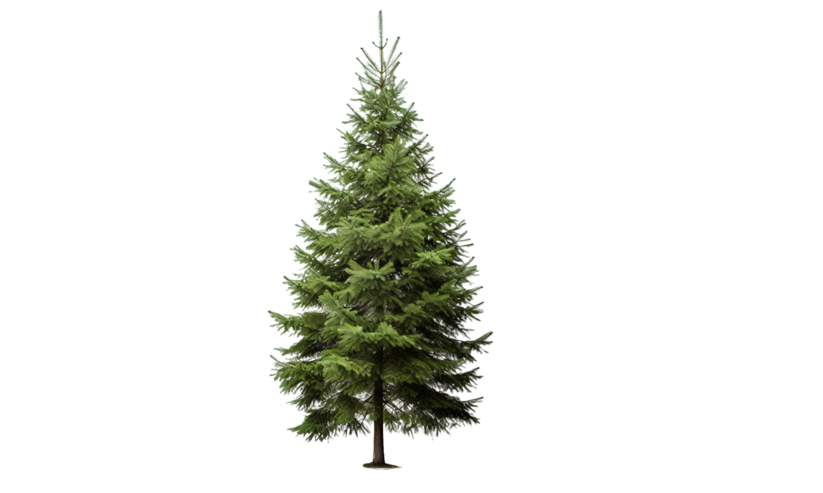 AI Generated Green pine trees, lush, transparent background png