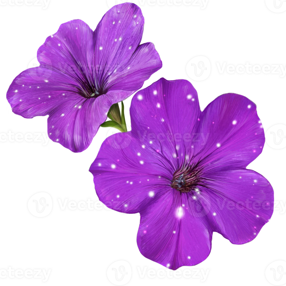 purple pitunia flowers botanical illustration png