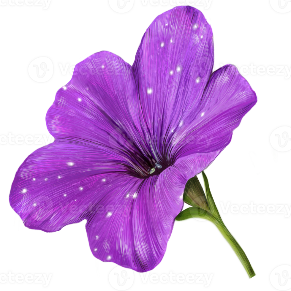 one purple pitunia flower with leaves botanical illustration png