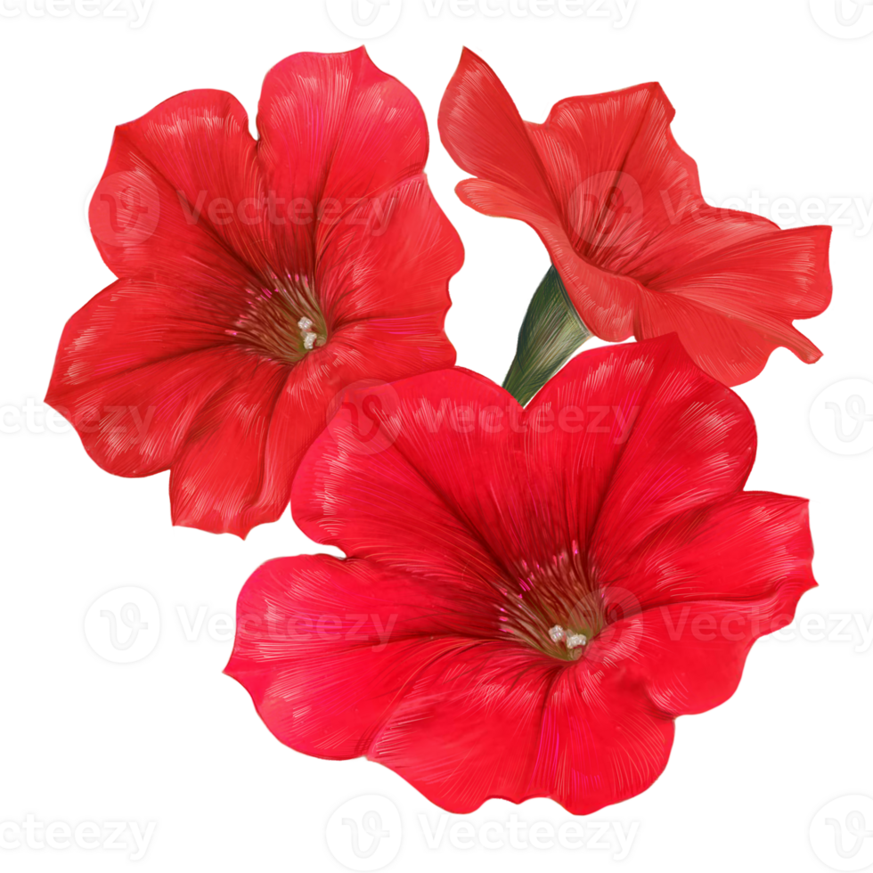 boeket van rood pitunia botanisch illustratie png