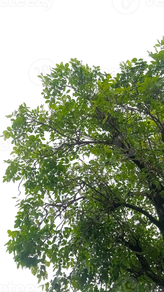 branches and foliage, view from bottom, leaves on branches png