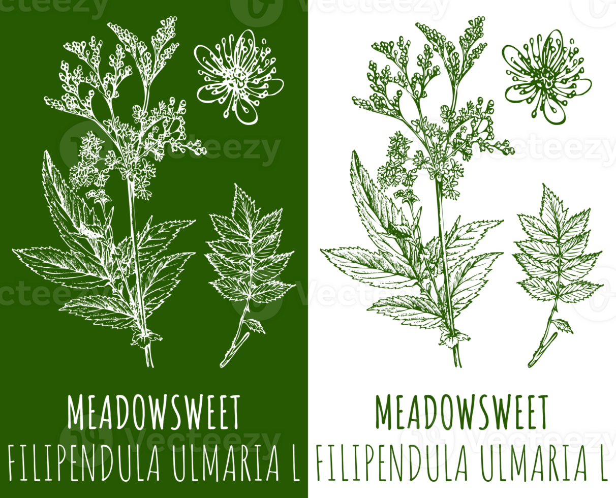 Drawings MEADOWSWEET Hand Drawn Illustration Latin Name FILIPENDULA drawings-meadowsweet-hand-drawn-illustration-latin-name-filipendula