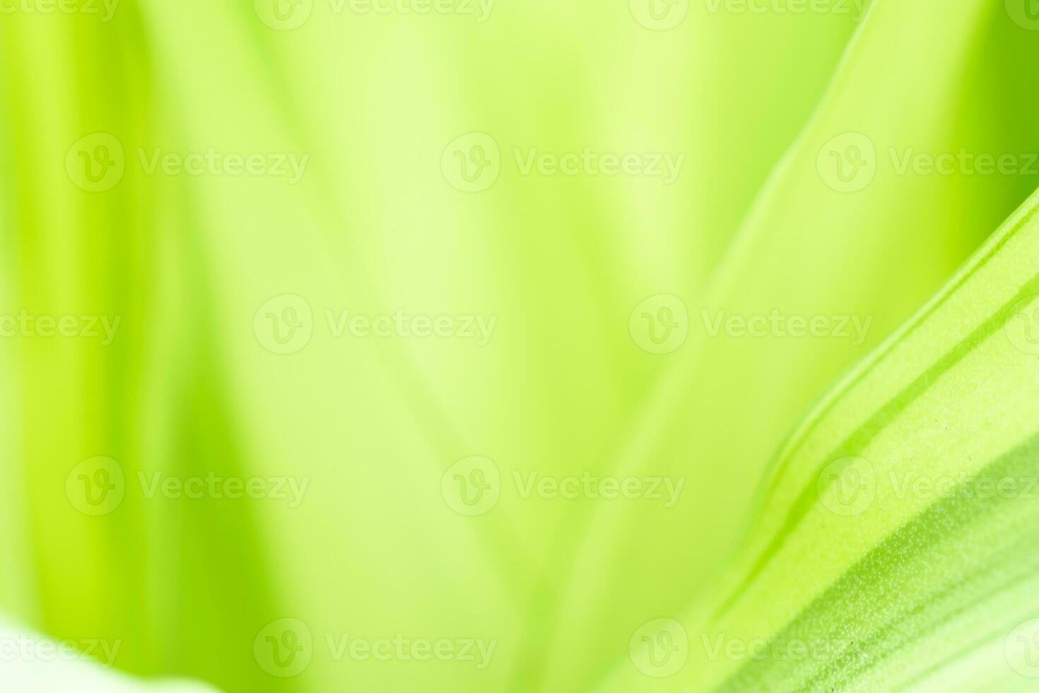 Gradient Nature view of green leaf on blurred greenery background in garden with copy space using as background natural green plants landscape, ecology, fresh wallpaper photo