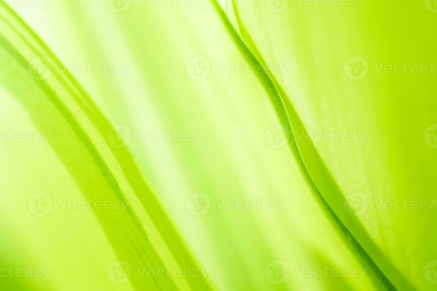 Gradient Nature view of green leaf on blurred greenery background in garden with copy space using as background natural green plants landscape, ecology, fresh wallpaper photo