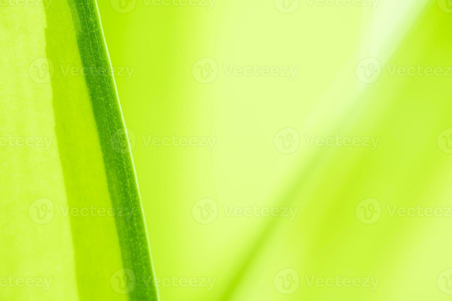 degradado naturaleza ver de verde hoja en borroso verdor antecedentes en jardín con Copiar espacio utilizando como antecedentes natural verde plantas paisaje, ecología, Fresco fondo de pantalla foto