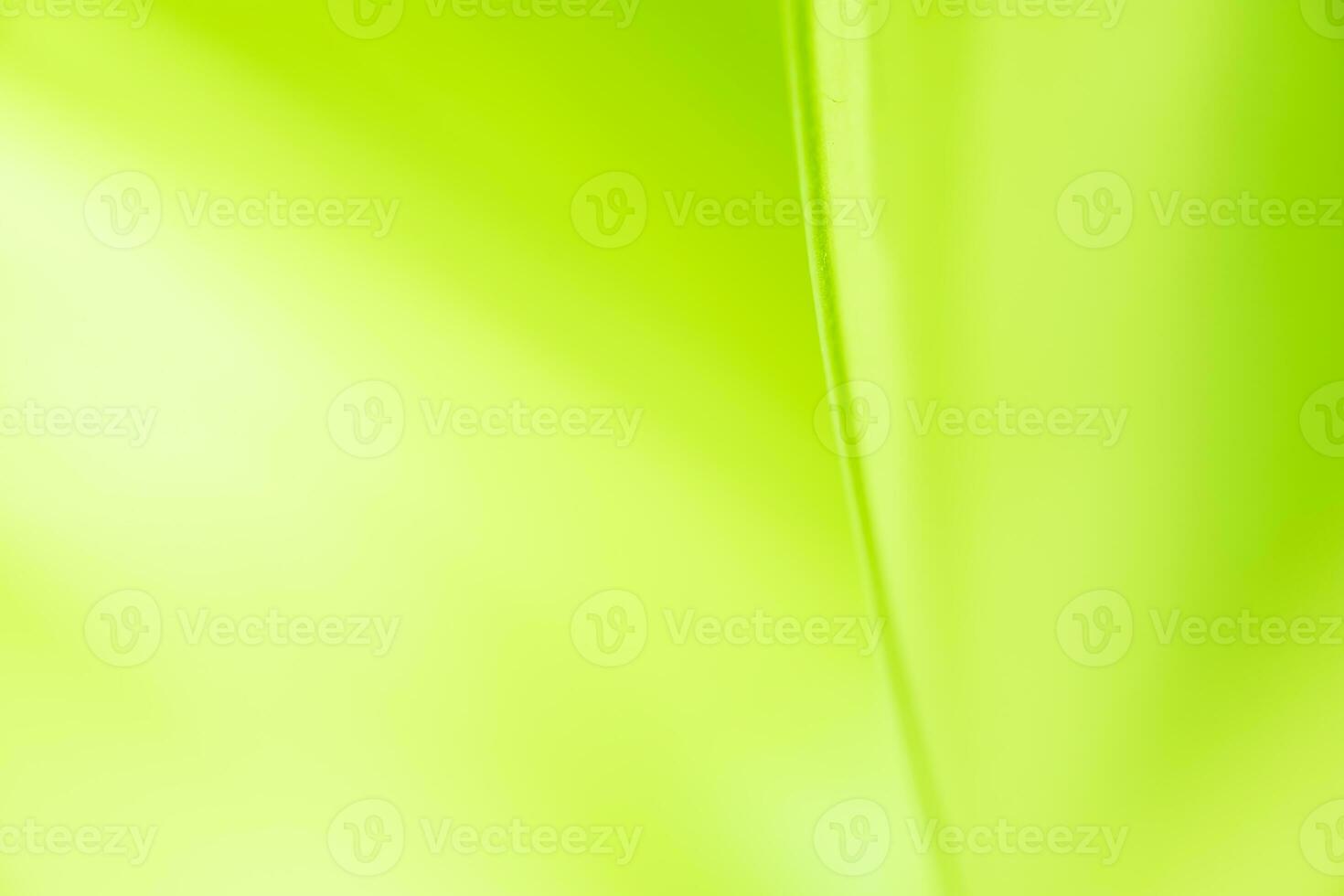 Gradient Nature view of green leaf on blurred greenery background in garden with copy space using as background natural green plants landscape, ecology, fresh wallpaper photo