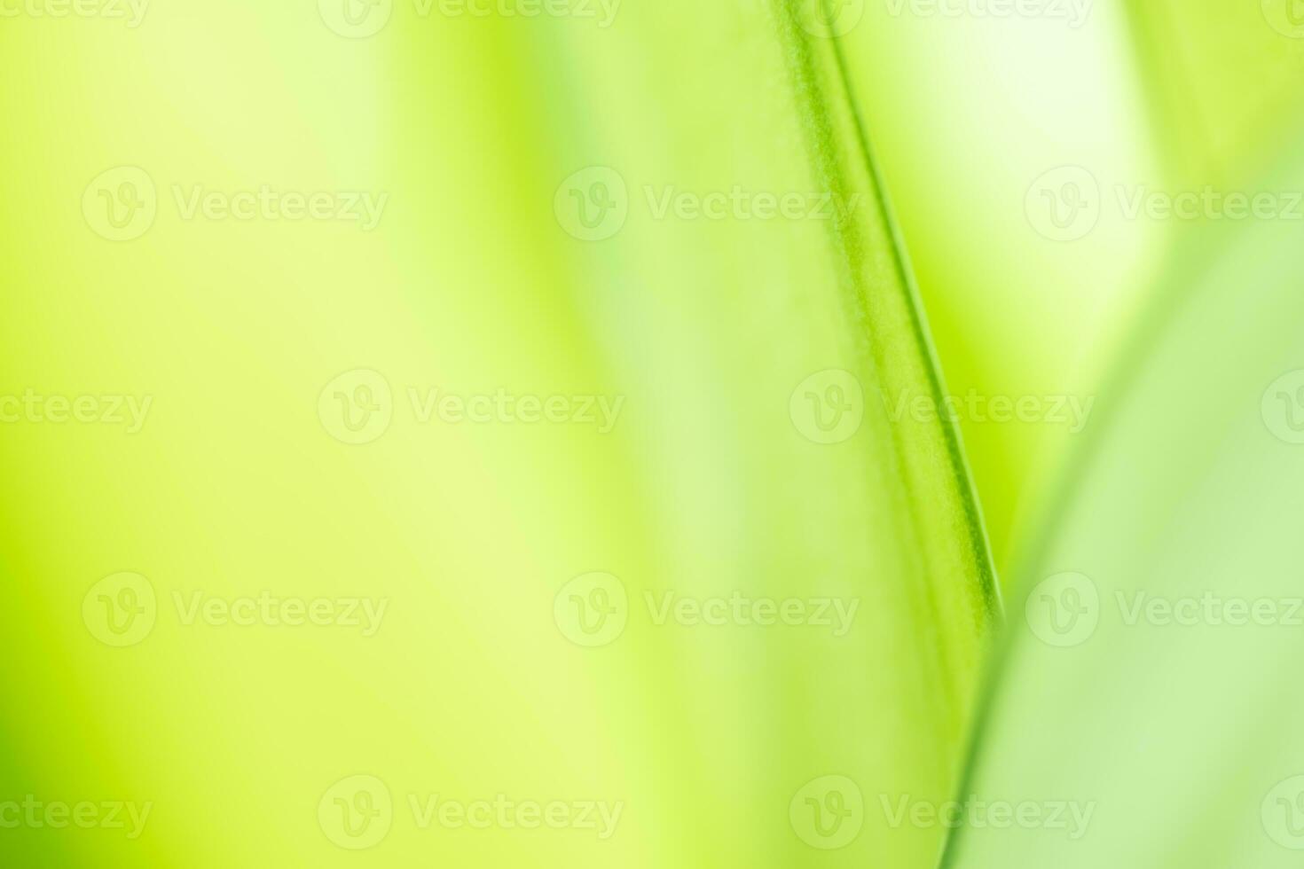 Gradient Nature view of green leaf on blurred greenery background in garden with copy space using as background natural green plants landscape, ecology, fresh wallpaper photo