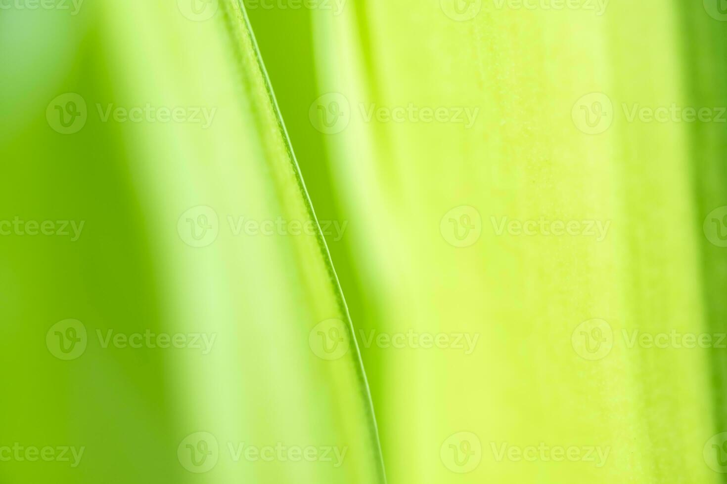 Gradient Nature view of green leaf on blurred greenery background in garden with copy space using as background natural green plants landscape, ecology, fresh wallpaper photo