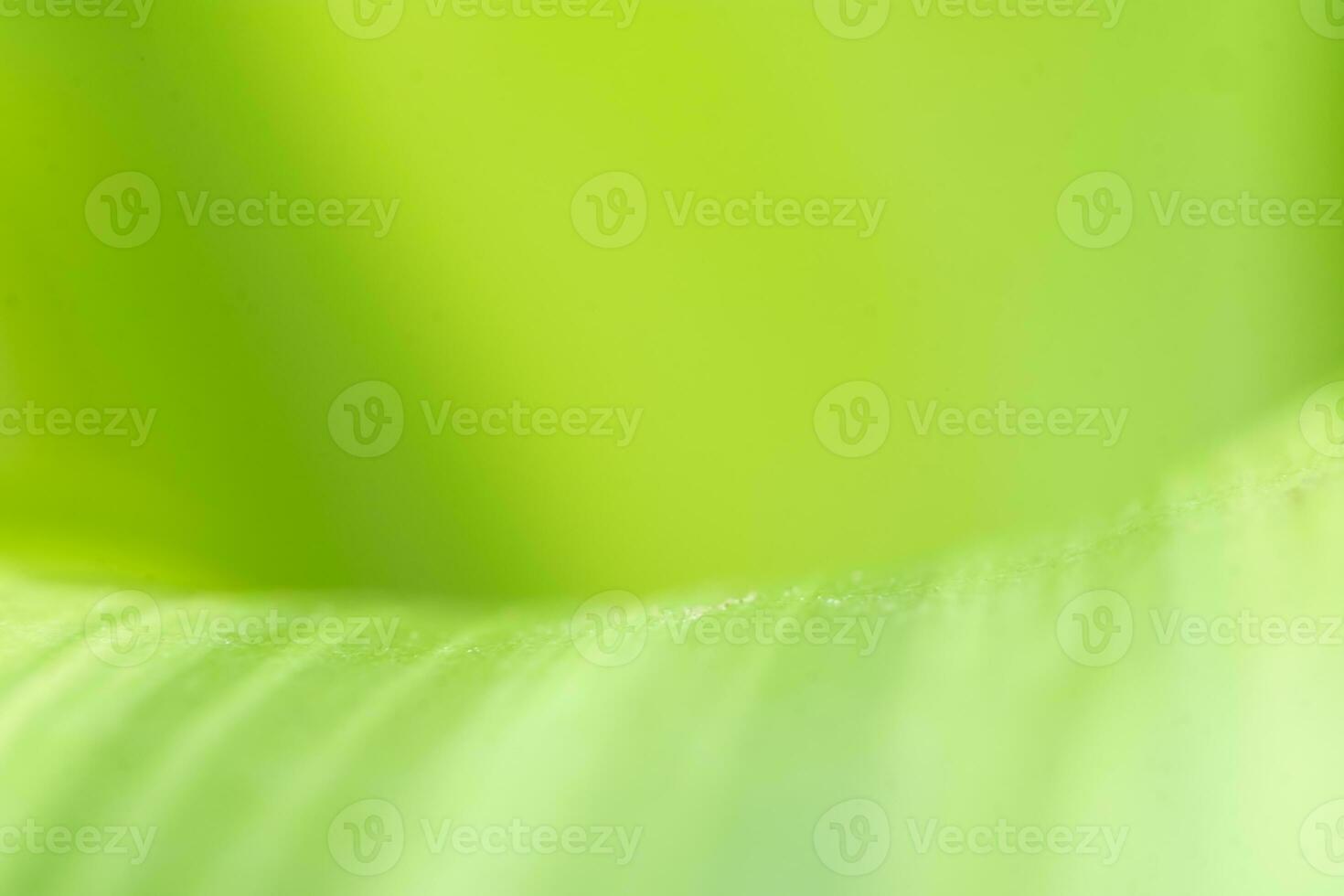 Gradient Nature view of green leaf on blurred greenery background in garden with copy space using as background natural green plants landscape, ecology, fresh wallpaper photo