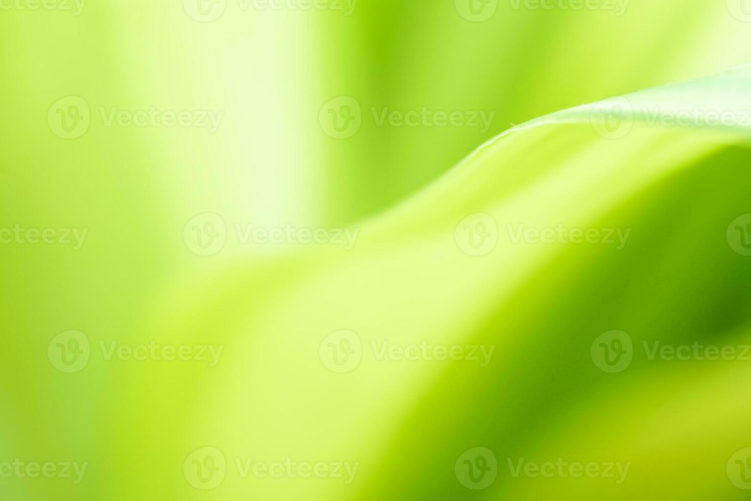 Gradient Nature view of green leaf on blurred greenery background in garden with copy space using as background natural green plants landscape, ecology, fresh wallpaper photo