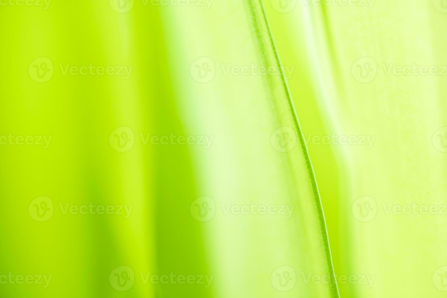 Gradient Nature view of green leaf on blurred greenery background in garden with copy space using as background natural green plants landscape, ecology, fresh wallpaper photo