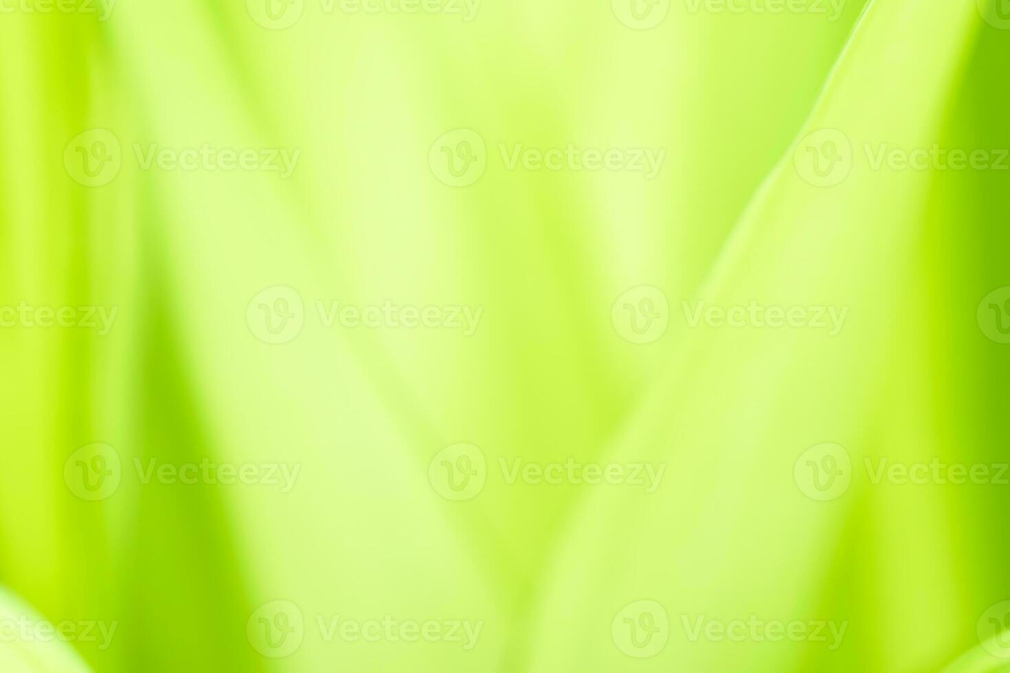 Gradient Nature view of green leaf on blurred greenery background in garden with copy space using as background natural green plants landscape, ecology, fresh wallpaper photo