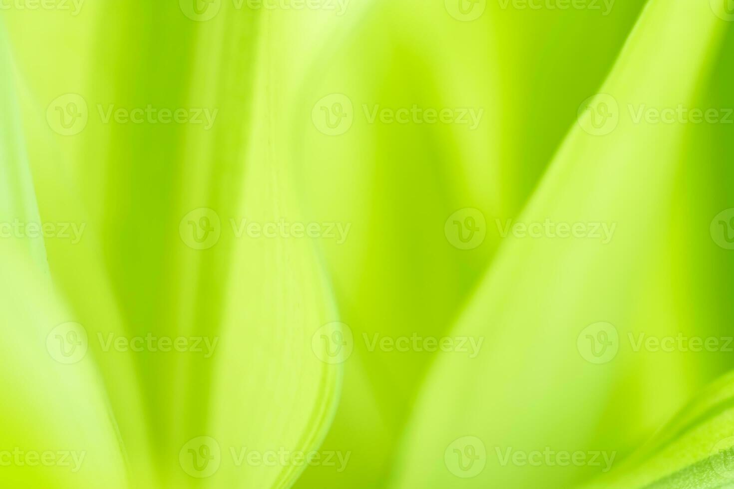 Gradient Nature view of green leaf on blurred greenery background in garden with copy space using as background natural green plants landscape, ecology, fresh wallpaper photo