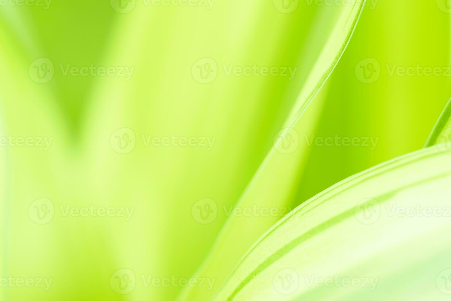 Gradient Nature view of green leaf on blurred greenery background in garden with copy space using as background natural green plants landscape, ecology, fresh wallpaper photo