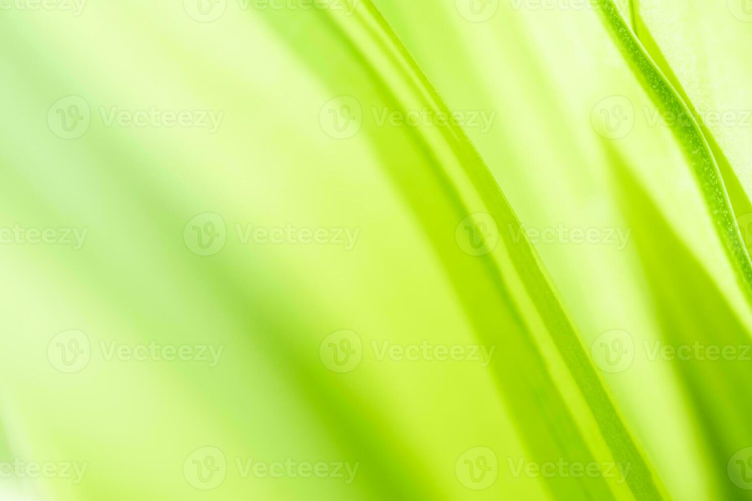 Gradient Nature view of green leaf on blurred greenery background in garden with copy space using as background natural green plants landscape, ecology, fresh wallpaper photo