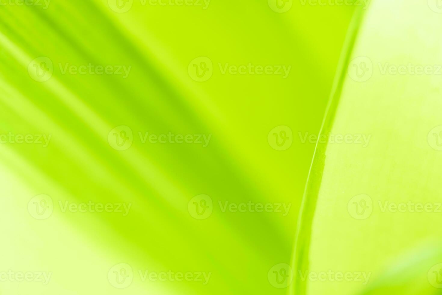 Gradient Nature view of green leaf on blurred greenery background in garden with copy space using as background natural green plants landscape, ecology, fresh wallpaper photo