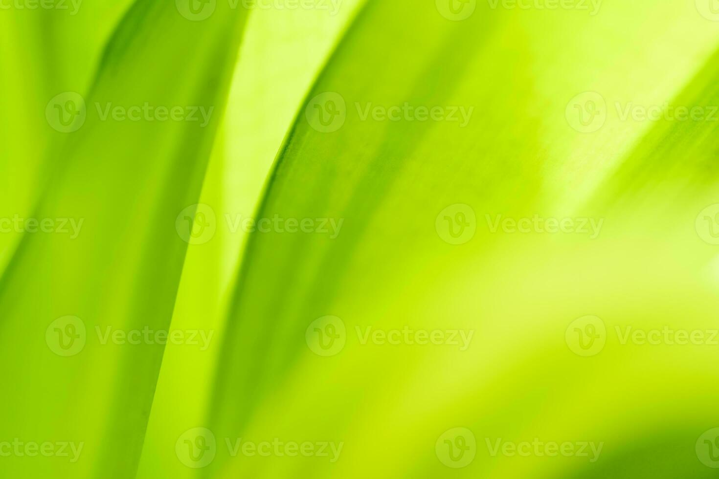 Gradient Nature view of green leaf on blurred greenery background in garden with copy space using as background natural green plants landscape, ecology, fresh wallpaper photo