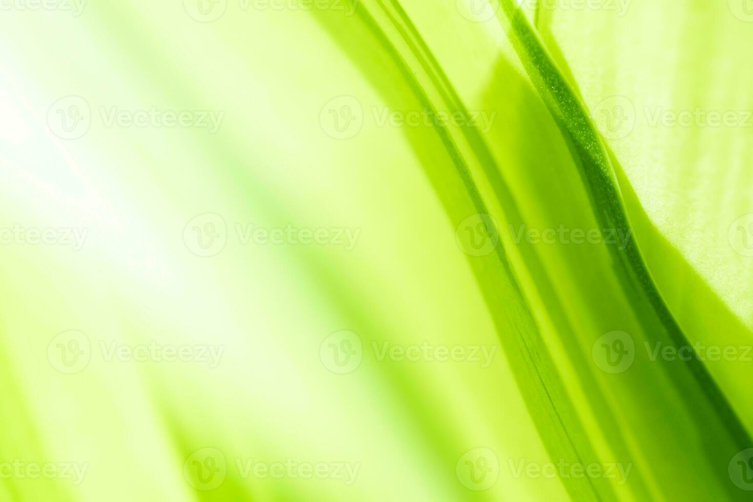 Gradient Nature view of green leaf on blurred greenery background in garden with copy space using as background natural green plants landscape, ecology, fresh wallpaper photo