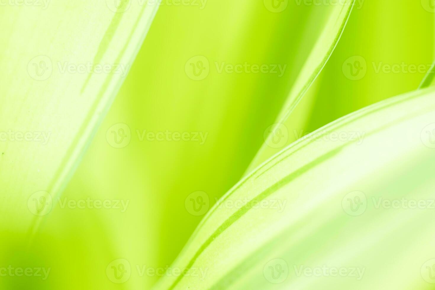 Gradient Nature view of green leaf on blurred greenery background in garden with copy space using as background natural green plants landscape, ecology, fresh wallpaper photo