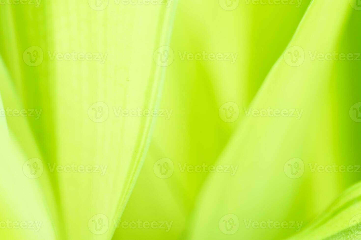 Gradient Nature view of green leaf on blurred greenery background in garden with copy space using as background natural green plants landscape, ecology, fresh wallpaper photo