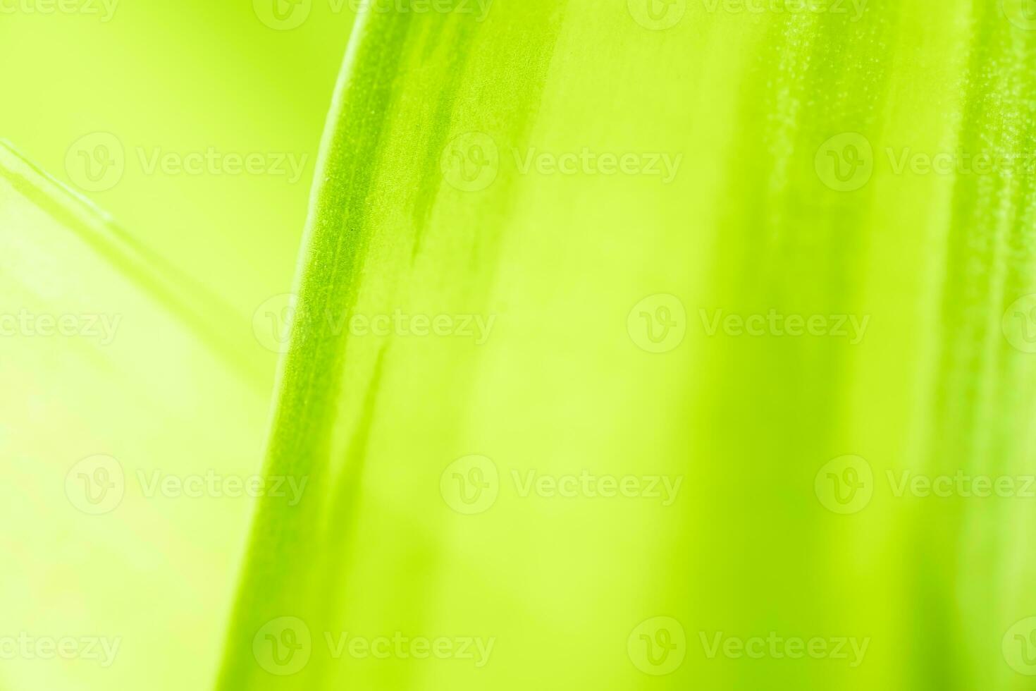 Gradient Nature view of green leaf on blurred greenery background in garden with copy space using as background natural green plants landscape, ecology, fresh wallpaper photo