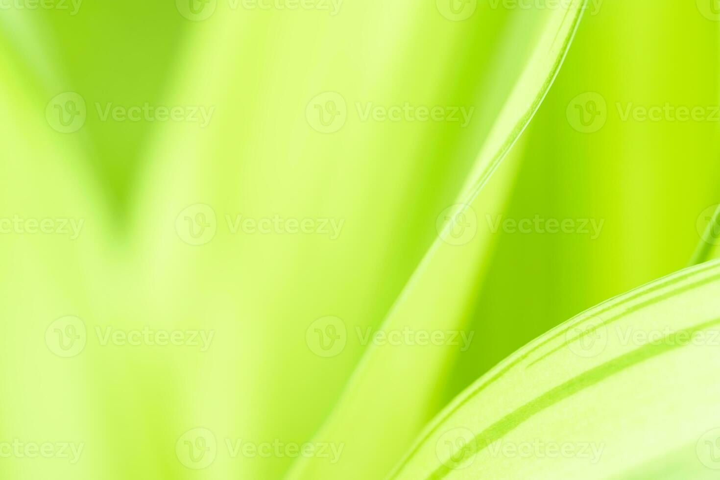 Gradient Nature view of green leaf on blurred greenery background in garden with copy space using as background natural green plants landscape, ecology, fresh wallpaper photo