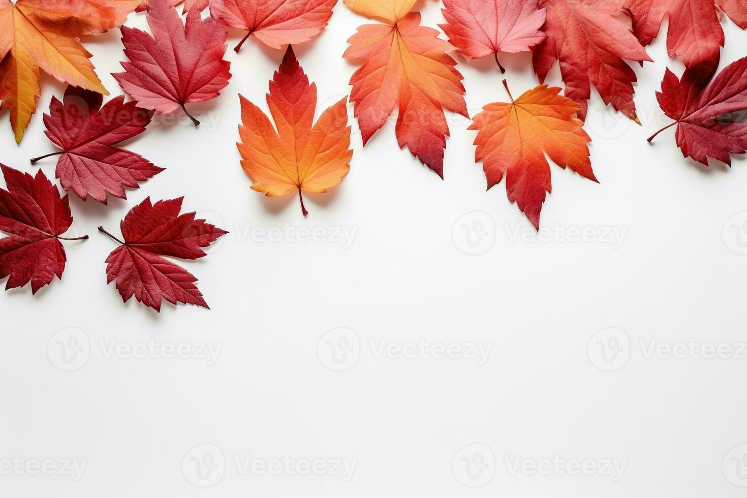 otoño hojas de amarillo, rojo colores aislado en un blanco antecedentes. natural caído otoño árbol hojas foto