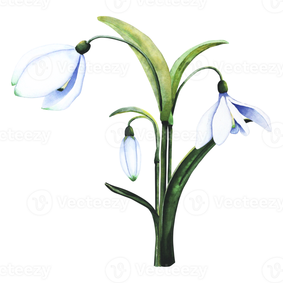 Watercolor snowdrops. Botanical illustration of flowers. Watercolor illustration of a bouquet on a transparent background. Bud, flower, inflorescence, leaf. For print, design and decor png