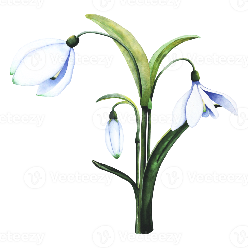 vattenfärg snödroppar. botanisk illustration av blommor. vattenfärg illustration av en bukett på en transparent bakgrund. knopp, blomma, blomställning, blad. för skriva ut, design och dekor png