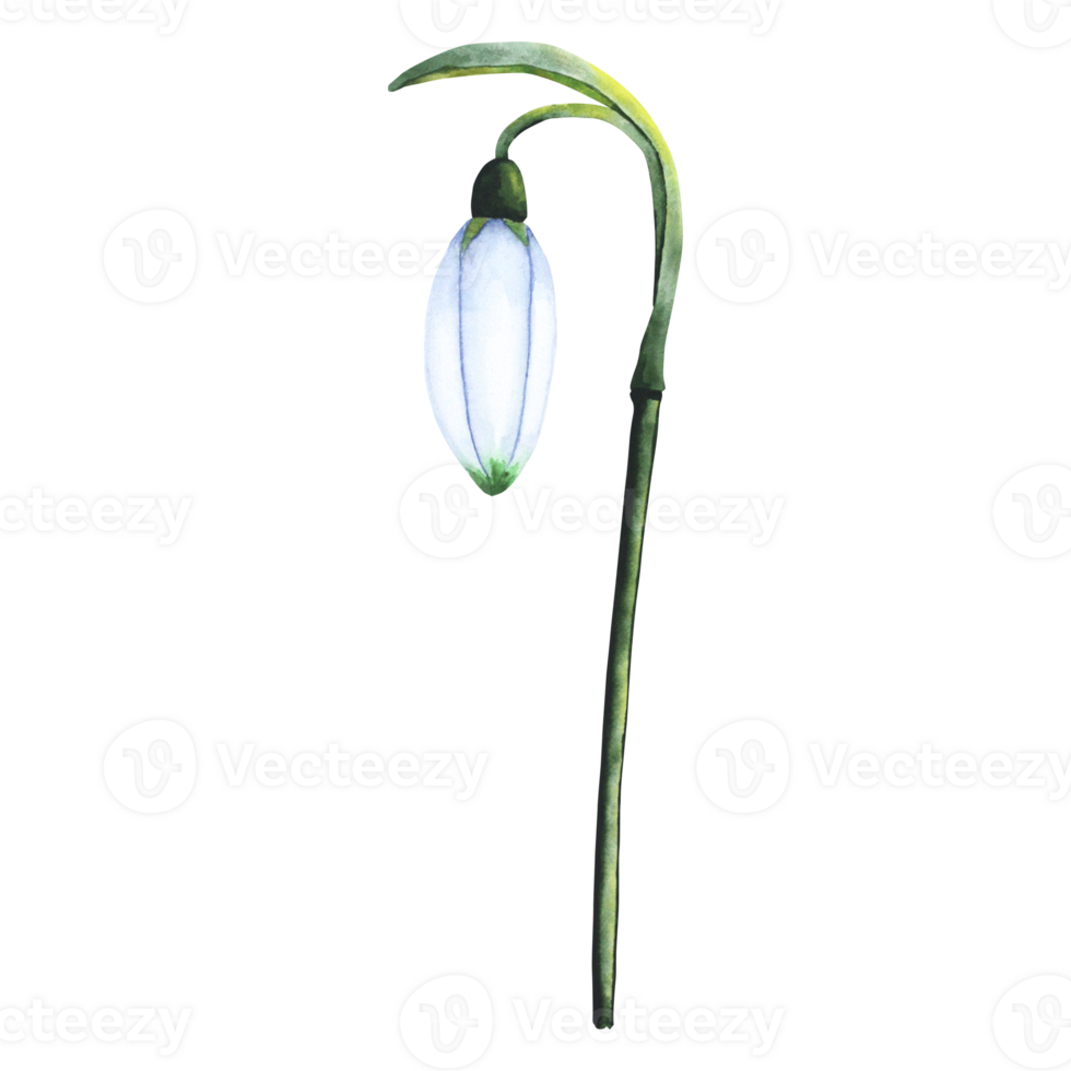 vattenfärg snödroppe. botanisk illustration av blomma. vattenfärg illustration av växt på en transparent bakgrund. knopp, blomma, blomställning, blad. för skriva ut, design och dekor png