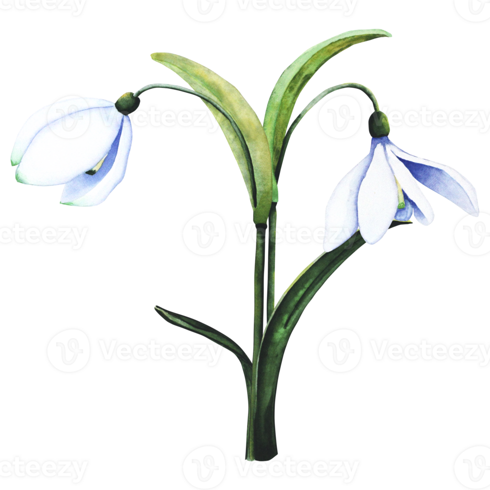 acquerello bucaneve. botanico illustrazione di fiori. acquerello illustrazione di un' mazzo su un' trasparente sfondo. germoglio, fiore, infiorescenza, foglia. per Stampa, design e arredamento png