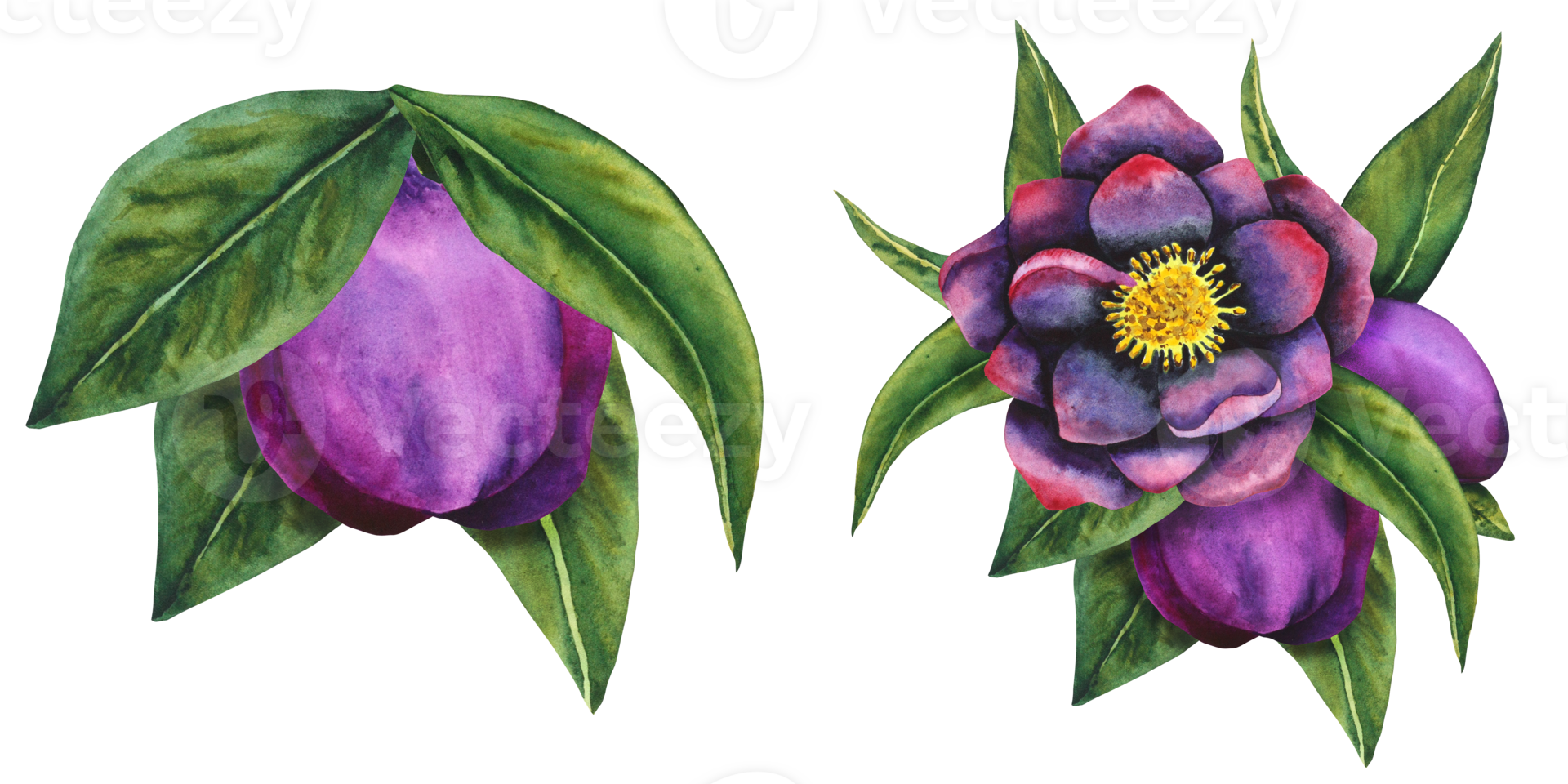 Hellebore black. Watercolor botanical flower and bud of black and purple flowers with leaves. Hand drawing for cards, invitations, textiles and paper products png