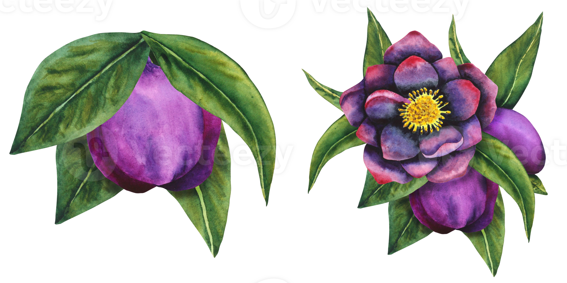 nieskruid zwart. waterverf botanisch bloem en knop van zwart en Purper bloemen met bladeren. hand- tekening voor kaarten, uitnodigingen, textiel en papier producten png