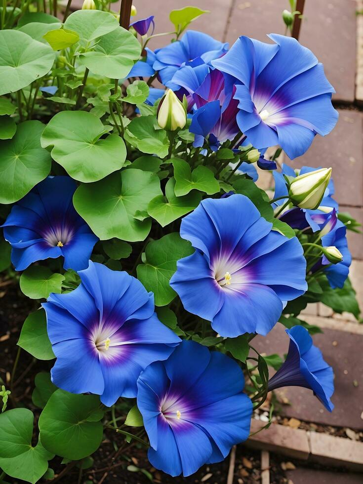 Blue Morning Glory flower in garden Generative Ai photo