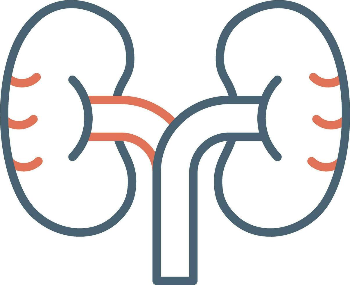 Kidney Vector Icon